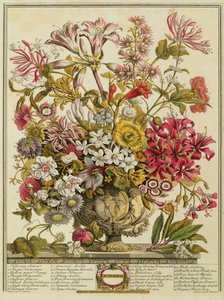 Październik, z "Dwunastu miesięcy kwiatów" Roberta Furbera (ok. 1674-1756) rytowany przez Henry