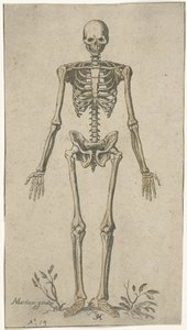 Szkielet męski, widziany z przodu Studia anatomiczne (tytuł serii)