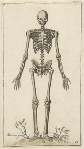 Szkielet męski, widziany z przodu Studia anatomiczne (tytuł serii)