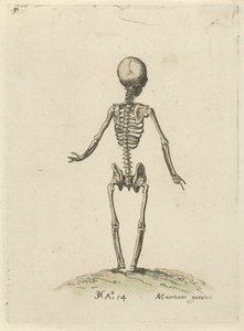 Szkielet widziany od tyłu Studia anatomiczne (tytuł serii)