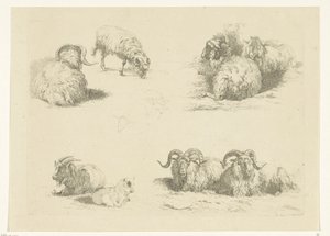 Cztery spektakle z owcami i kozami Owce i kozy (tytuł serii) autorstwa Pieter Gerardus van Os