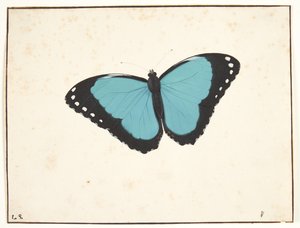 Egzotyczny motyl na dzień