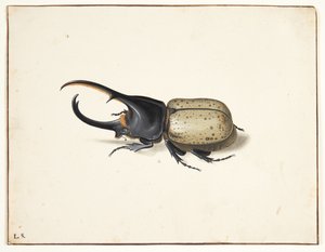 W herkulesbille (dynastes hercules)