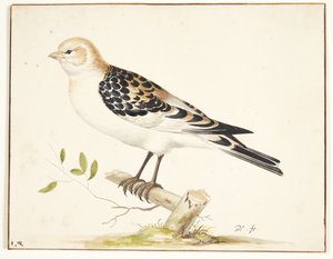 W snespurv (plectrophenax nivalis)
