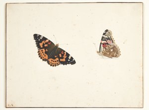 Dwa badania ostu (vanessa cardui l.)