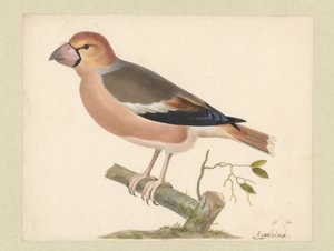 jabłoń autorstwa Pieter Holsteyn (I)