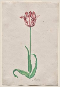 Studium tulipana (Anvaers) autorstwa Pieter Holsteyn II