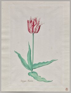 Studium tulipana (Perregoen Machieu) autorstwa Pieter Holsteyn II