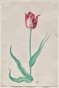 Studium tulipana (