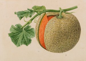 Oryginały z wydawnictw ogrodniczych i sadowniczych, 1878-1881. autorstwa Pieter Joseph de Pannemaeker
