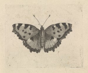 Motyl autorstwa Pieter Lyonet