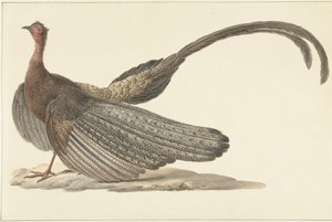 Bażant Argus autorstwa Pieter Pietersz. Barbiers