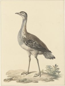 Pułapka Denhama (Neotis denhami)