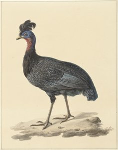 Perliczka czubata