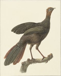 Kuifsjakohoen (Penlopa purpurascens)