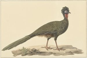 Penelope, na ziemi