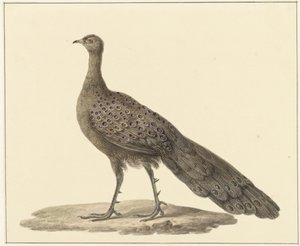Spiegelpauw autorstwa Pieter Pietersz. Barbiers