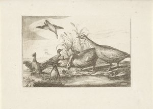 Eenden en ganzen Różne ptaki (tytuł serii) Najdoskonalsze figury różnych ptaków (...) (tytuł serii) autorstwa Pieter Schenk (I) (attributed to)