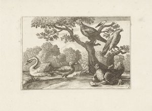 Kip met kuikens en andere vogels Różne ptaki (tytuł serii) Najdoskonalsze figury różnych ptaków (...) (tytuł serii) autorstwa Pieter Schenk (I) (attributed to)