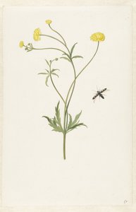 Podwójny żółty ranunculus i owad autorstwa Pieter Withoos (possibly)