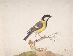 Wielki Sikora Parus major siedzący na gałęzi, 1670-93.