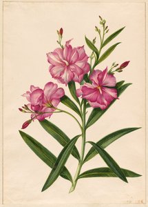 Fioletowy oleander