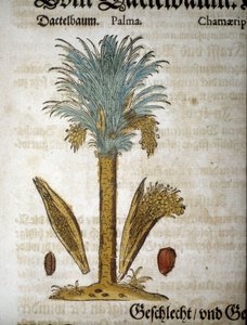 Tablica botaniczna: Palma z daktylami – W „”herarium mattioli””.