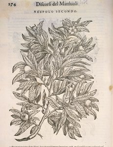 Nieszpułka zwyczajna (Mespilus germanica), grawerowanie przez Pier Andrea Mattioli