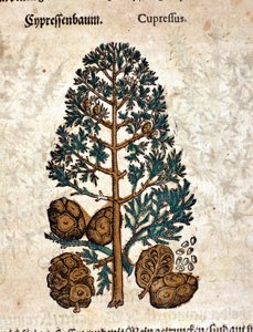 Stożek cybernetyczny. Grawerowanie - w „Kreutterbuch Dess bardzo uczonym i znanym Panu D. Petri Andreae Matthioli” autorstwa Pietro Andrea Mattioli (Matthiole) (1500-1577). Frankfurt autorstwa Pietro Andrea Mattioli