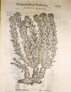 Złoty korzeń lub Roseroot (Rhodiola rosea), grawerowanie przez Pier Andrea Mattioli autorstwa Pietro Andrea Mattioli