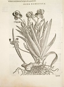 Iris (tęczówka domowa), grawerowanie przez Pier Andrea Mattioli