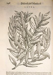 Laurel (Laurus), grawerowanie przez Pier Andrea Mattioli