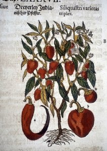 Trzy odmiany papryki lub brody - W ""Herbier Mattioli"
