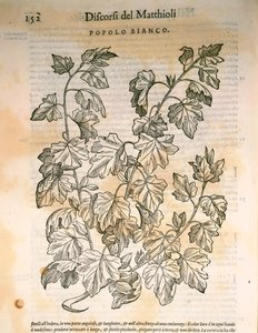 Topola (Populus), rycina Pier Andrea Mattioli