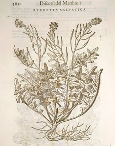 Rakieta lub rukola (Eruca sativa), rycina Pier Andrea Mattioli