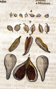 Kardamon. Grawerowanie - w „Kreutterbuch Dess bardzo uczonym i znanym Panu D. Petri Andreae Matthioli” autorstwa Pietro Andrea Mattioli (Matthiole) (1500-1577). Frankfurt