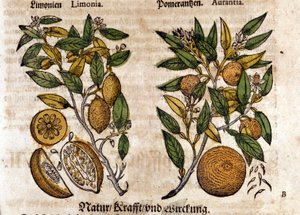 Cytrusy. Drzewo pomarańczowe i cytrynowe. Grawerowanie - w „Kreutterbuch Dess bardzo uczonym i znanym Panu D. Petri Andreae Matthioli” autorstwa Pietro Andrea Mattioli (Matthiole) (1500-1577). Frankfurt
