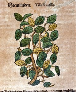 Lipa. Grawerowanie - w „Kreutterbuch Dess bardzo uczonym i znanym Panu D. Petri Andreae Matthioli” autorstwa Pietro Andrea Mattioli (Matthiole) (1500-1577). Frankfurt