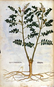 Lukrecja. Grawerowanie - w „Kreutterbuch Dess bardzo uczonym i znanym Panu D. Petri Andreae Matthioli” autorstwa Pietro Andrea Mattioli (Matthiole) (1500-1577). Frankfurt