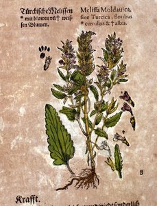 Melisa. Grawerowanie - w „Kreutterbuch Dess bardzo uczonym i znanym Panu D. Petri Andreae Matthioli” autorstwa Pietro Andrea Mattioli (Matthiole) (1500-1577). Frankfurt autorstwa Pietro Andrea Mattioli