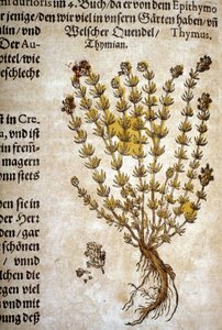 Tymianek (Thymus) - W "Zielniku Mattioli".