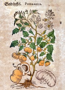 pomidor Grawerowanie - w „Kreutterbuch Dess bardzo uczonym i znanym Panu D. Petri Andreae Matthioli” autorstwa Pietro Andrea Mattioli (Matthiole) (1500-1577). Frankfurt