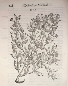 Prawdziwy Mirt (Myrtus communis), rycina Pier Andrea Mattioli