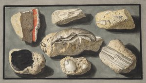 Okazy tufy znalezione w Herkulanum i wokół niego, płyta XXXXV, z „Campi Phlegraei: Observations on the Volcanoes of the Two Sicilies”, Sir William Hamilton (1730-1803), opublikowana w 1776 r.