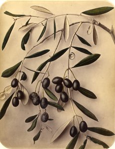 Oliwki, lata 70. XIX wieku (druk albumowy) autorstwa Pietro Guidi