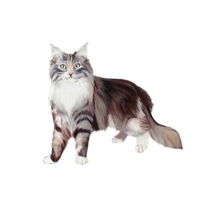 Marine Coon Cat, 2014 (akwarela i gwasz na papierze)