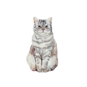 Selkirk Rex, 2014 (akwarela i gwasz na papierze)