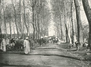 Jarmark i jarmark arabski, Boufarik, Algieria, 1895.