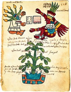 Drzewo kakaowe z Codex Tudela, 1553 autorstwa Pre Columbian art
