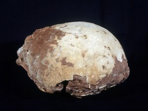 Jajo przypisywane Hypselosaurus Priscus: dużemu dinozaurowi (około 12 m) roślinożercy późnej kredy (-65 mln lat) występującemu w Prowansji. Muzeum Historii Naturalnej w Aix en Provence. autorstwa Prehistoric Prehistoric
